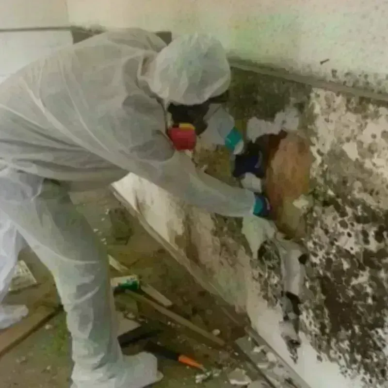 Mold Remediation and Removal in Spokane Valley, WA